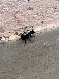 Black ground beetle on a concrete slab beside a stucco wall